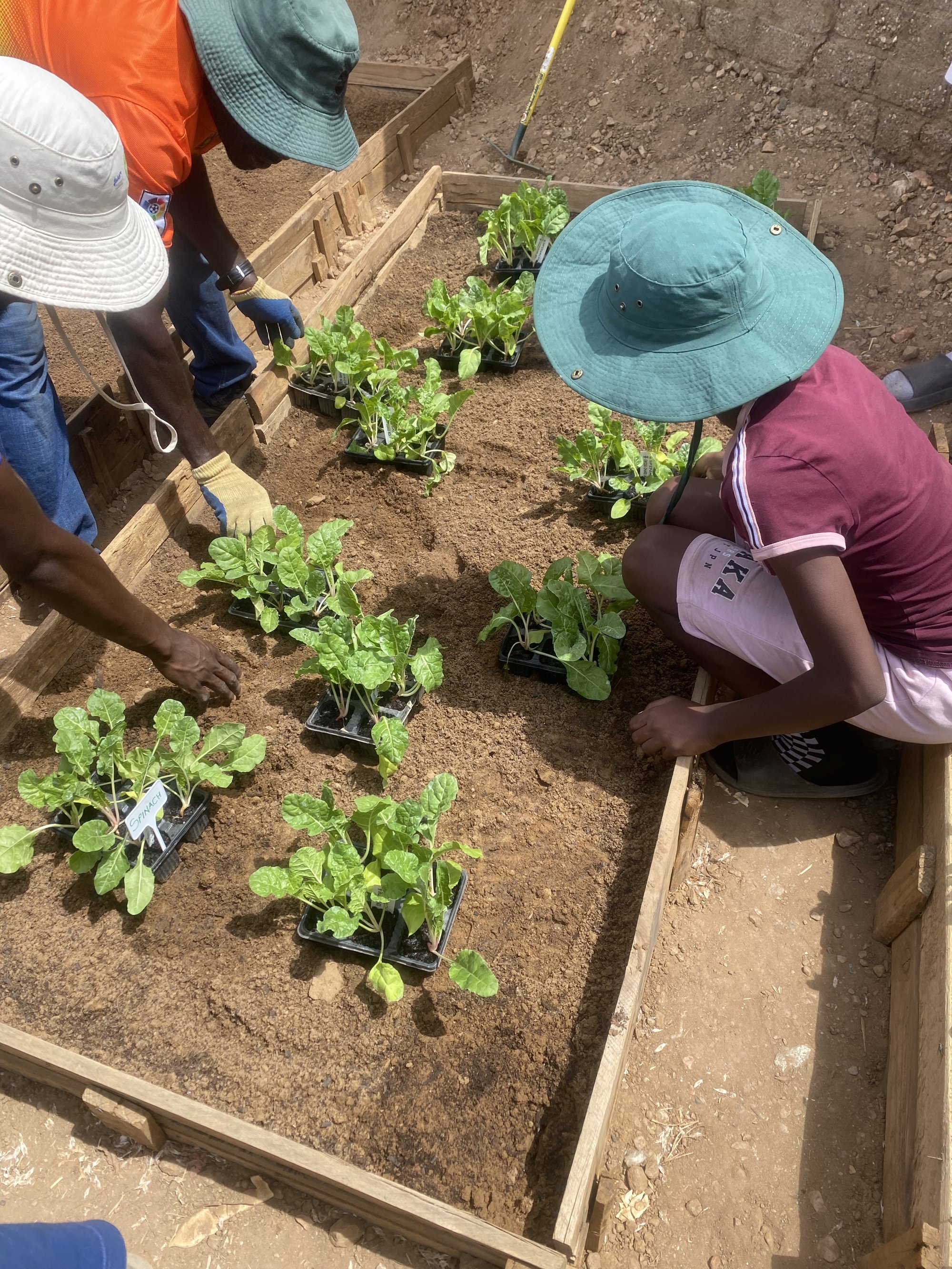 Volunteers planting seedlings in a community food garden